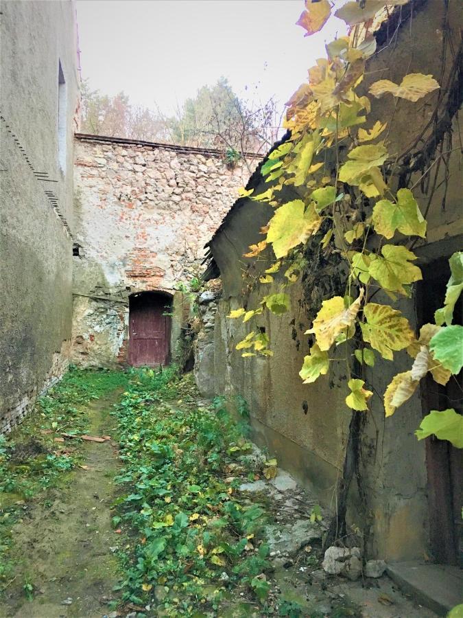 White Wolf * Brasov